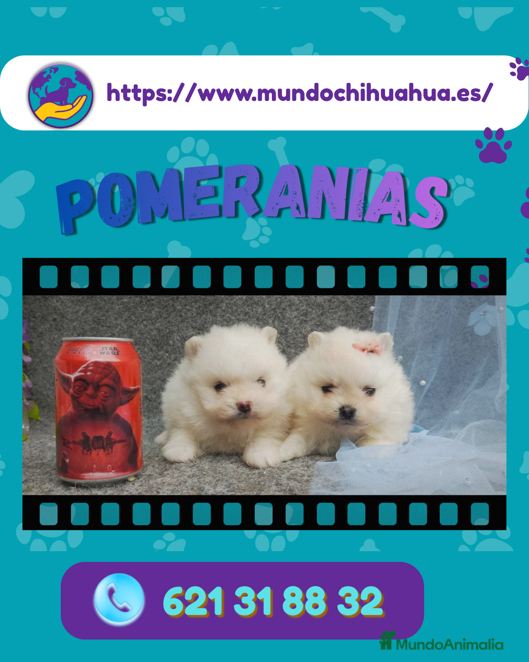 Pomerania perros Pomerania enano carita de osito 🧸✨ - Anuncio 3