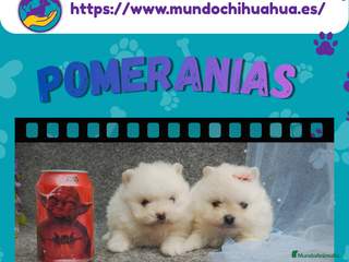Pomerania perros Pomerania enano carita de osito 🧸✨ - Anuncio 3