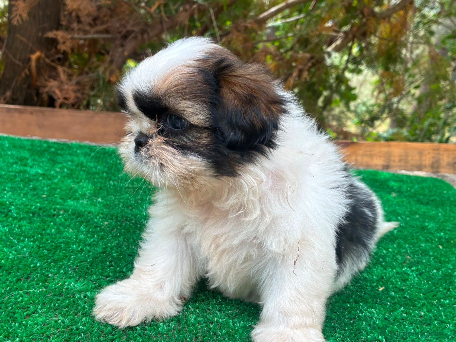 Shih Tzu perros Hembrita de shih tzu - Anuncio 1