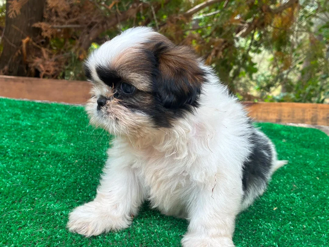 Shih Tzu perros en venta: Hembrita de shih tzu - Anuncio 1