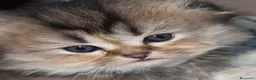 Scottish Fold gatos en venta: Scottish Fold Highland  - Anuncio 9