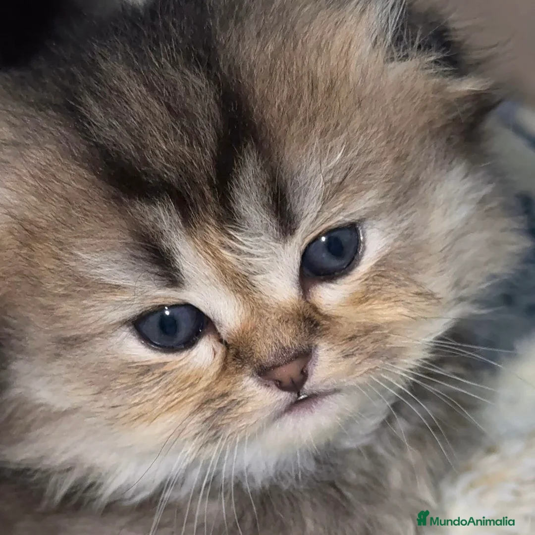 Scottish Fold gatos en venta: Scottish Fold Highland  - Anuncio 9