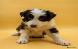 Border Collie perros en venta: TU BORDER COLLIE CHOCOLATE - Imagen 6