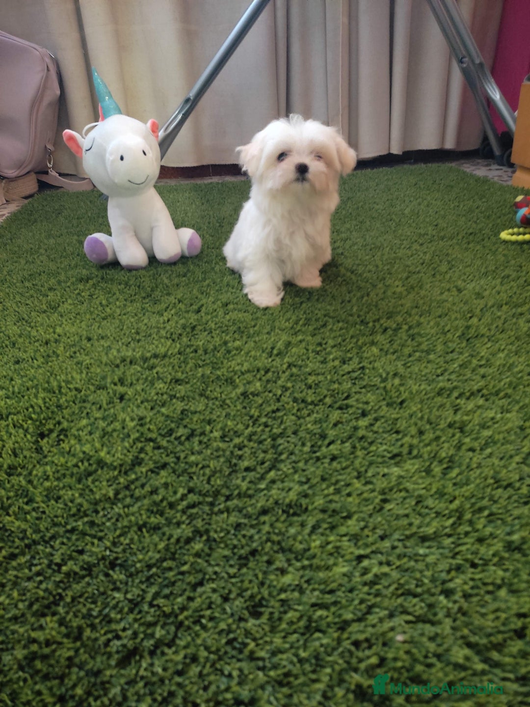 Bichón Maltés perros en venta: UNICO Y PRECIOSO EJEMPLAR MINIII  - Imagen 2