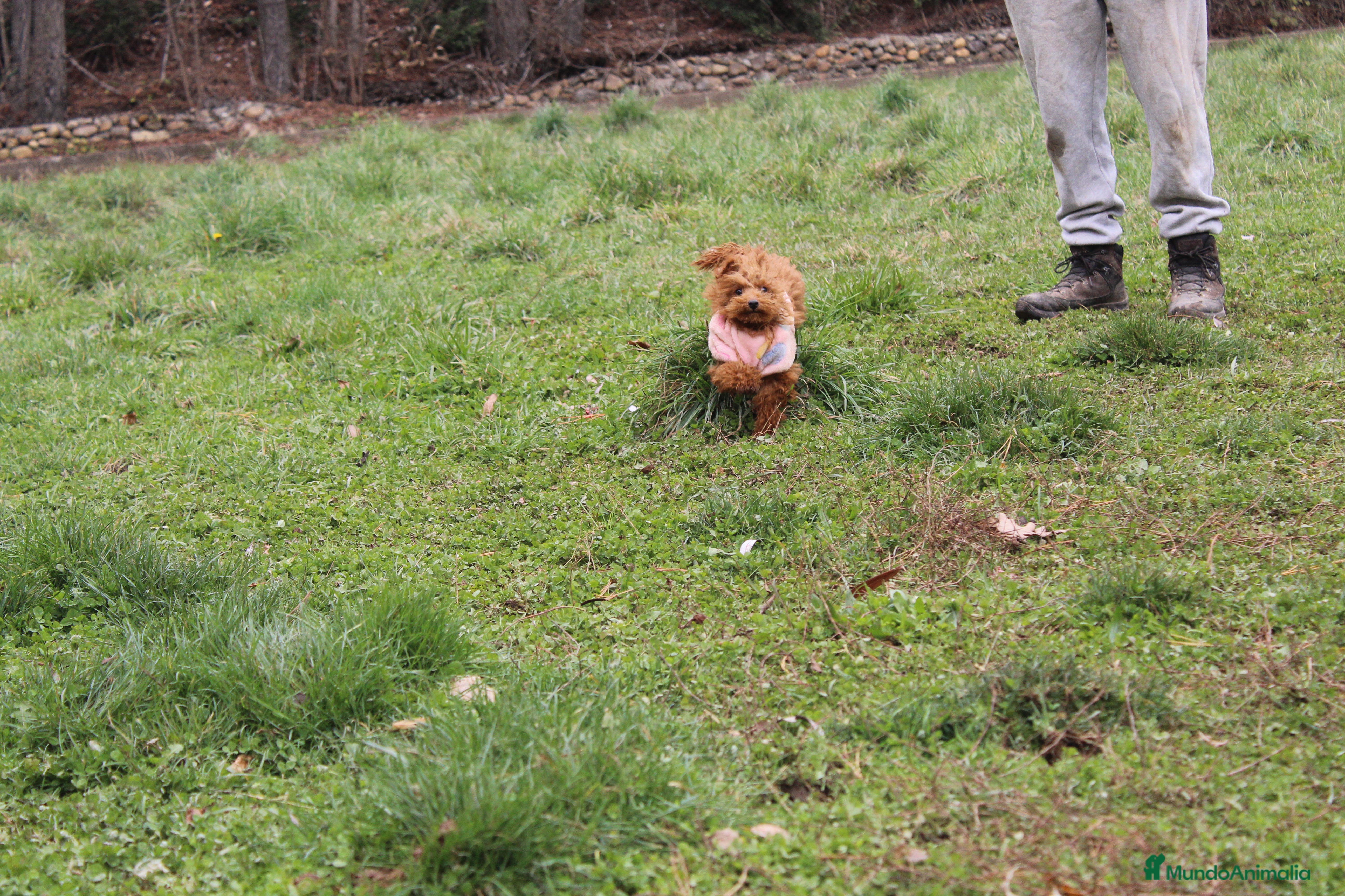 Caniche Toy perros en venta: Caniche toy macho rojo  - Anuncio 3