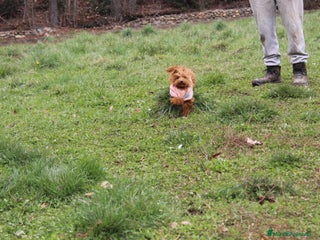 Caniche Toy perros Caniche toy macho rojo - Anuncio 16