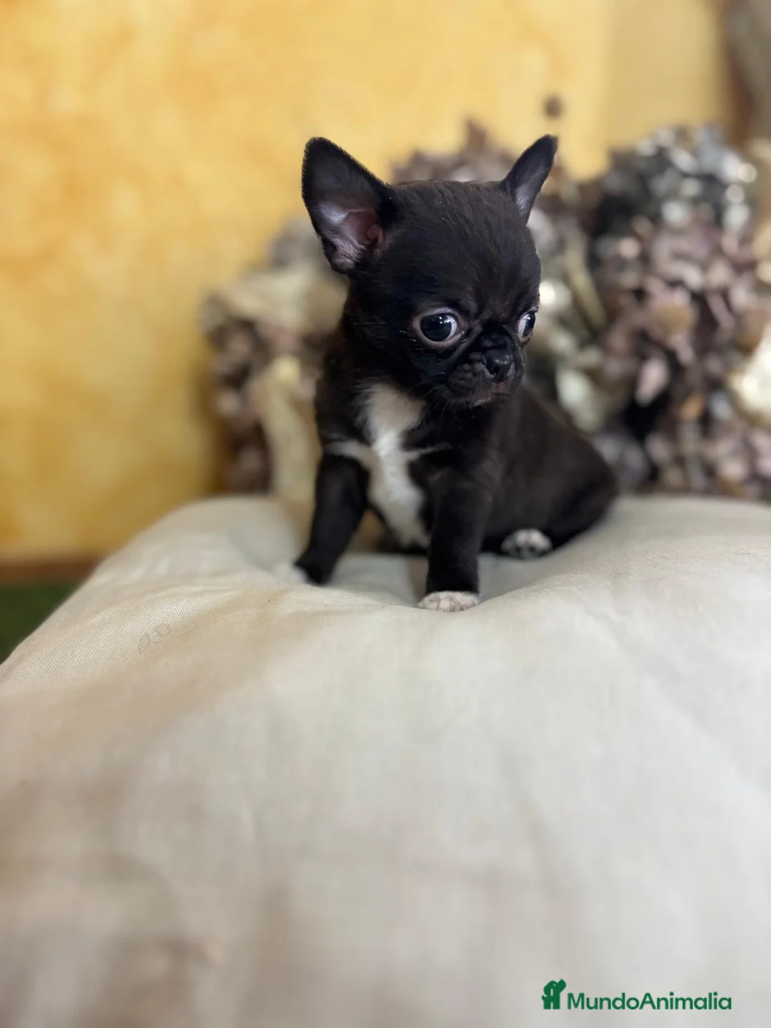 Chihuahua perros en venta: Chihuahua línea rusa excelente morfología!! - Anuncio 3