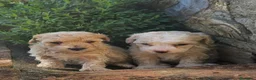 Maltipoo perros en venta: Cachorros Maltipoo  - Anuncio 3