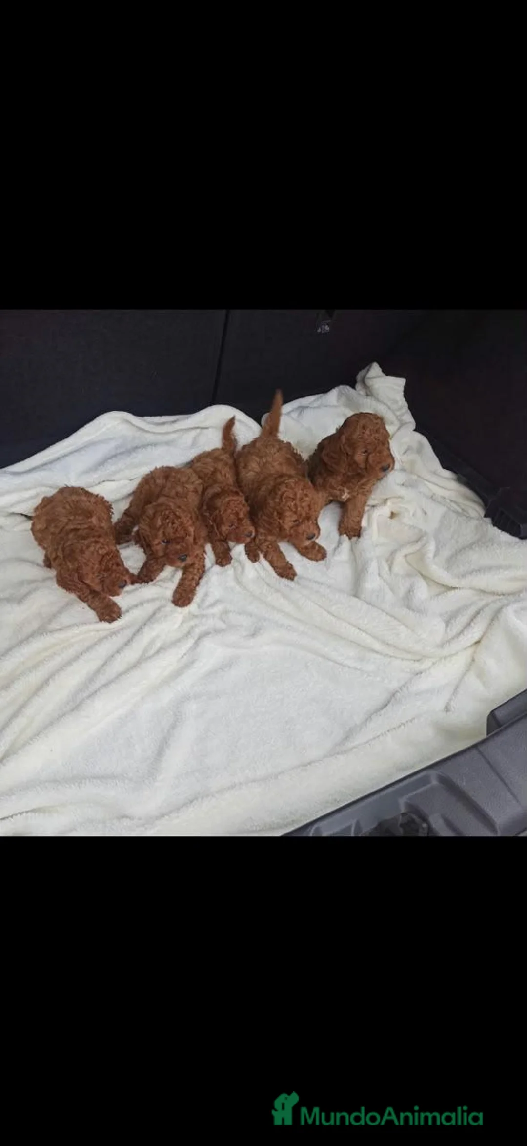 Caniche Toy perros en venta: Ultimos cachorritos de caniche - Anuncio 1