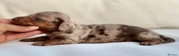 Teckel Miniatura perros en venta: PRECIOSA HEMBRITA ARLEQUÍN CHOCOLATE - Anuncio 1