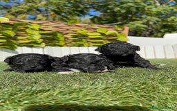 Caniche Toy perros en venta: CANICHE TOY - Imagen 18