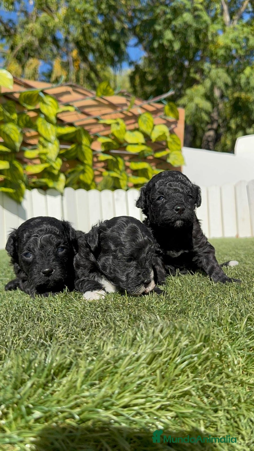 Caniche Toy perros en venta: CANICHE TOY - Imagen 18