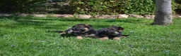 Pastor Alemán perros en venta: PASTOR ALENÁN - Anuncio 6