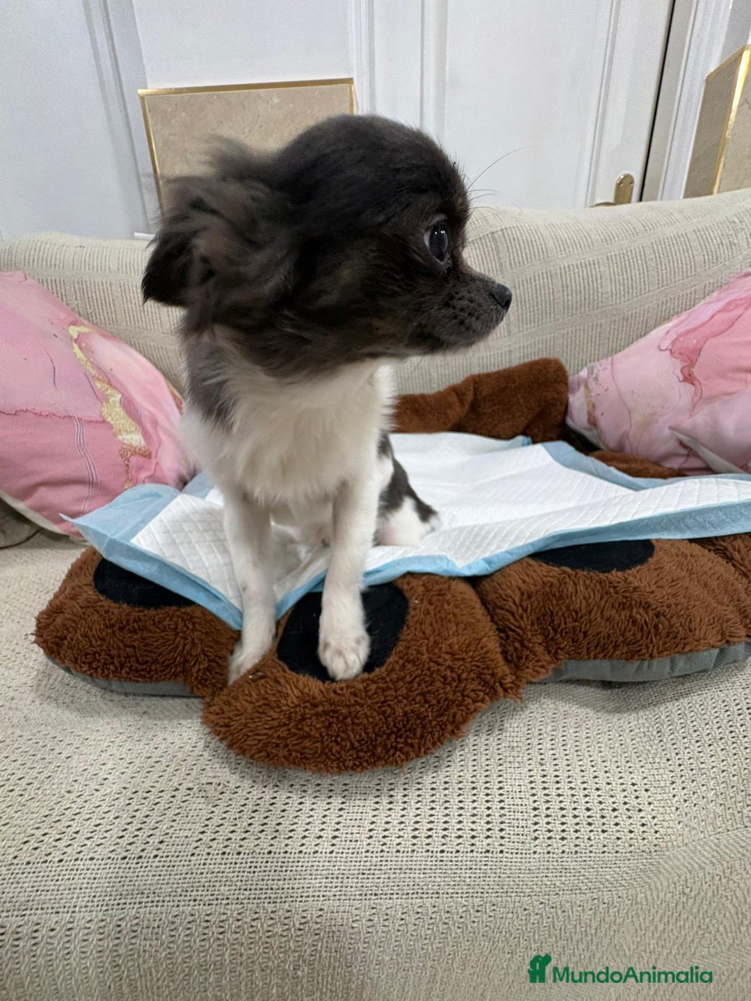 Chihuahua perros en venta: Oportunidad Chihuahua macho  - Anuncio 3