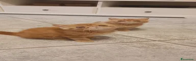 Exótico de Pelo Corto 4