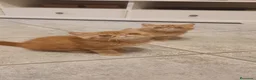 Exótico de Pelo Corto gatos en venta: Exòtic SH listo para entregar  - Anuncio 11