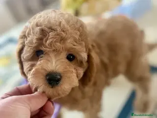 Caniche Toy perros caniche toy macho 1700 - Anuncio 9