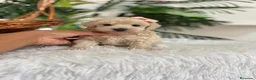 Maltipoo perros en venta: MALTIPOO HEMBRA - Anuncio 20