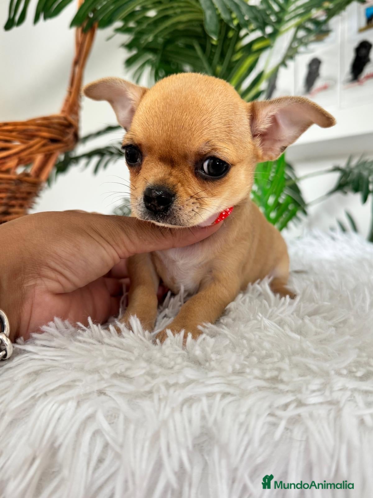 Chihuahua perros CHIHUAHUA HEMBRA - Anuncio 1