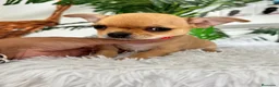Chihuahua perros en venta: CHIHUAHUA HEMBRA - Anuncio 1
