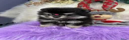 Pomerania perros en venta: POMERANIAS MINIATURA  - Anuncio 2