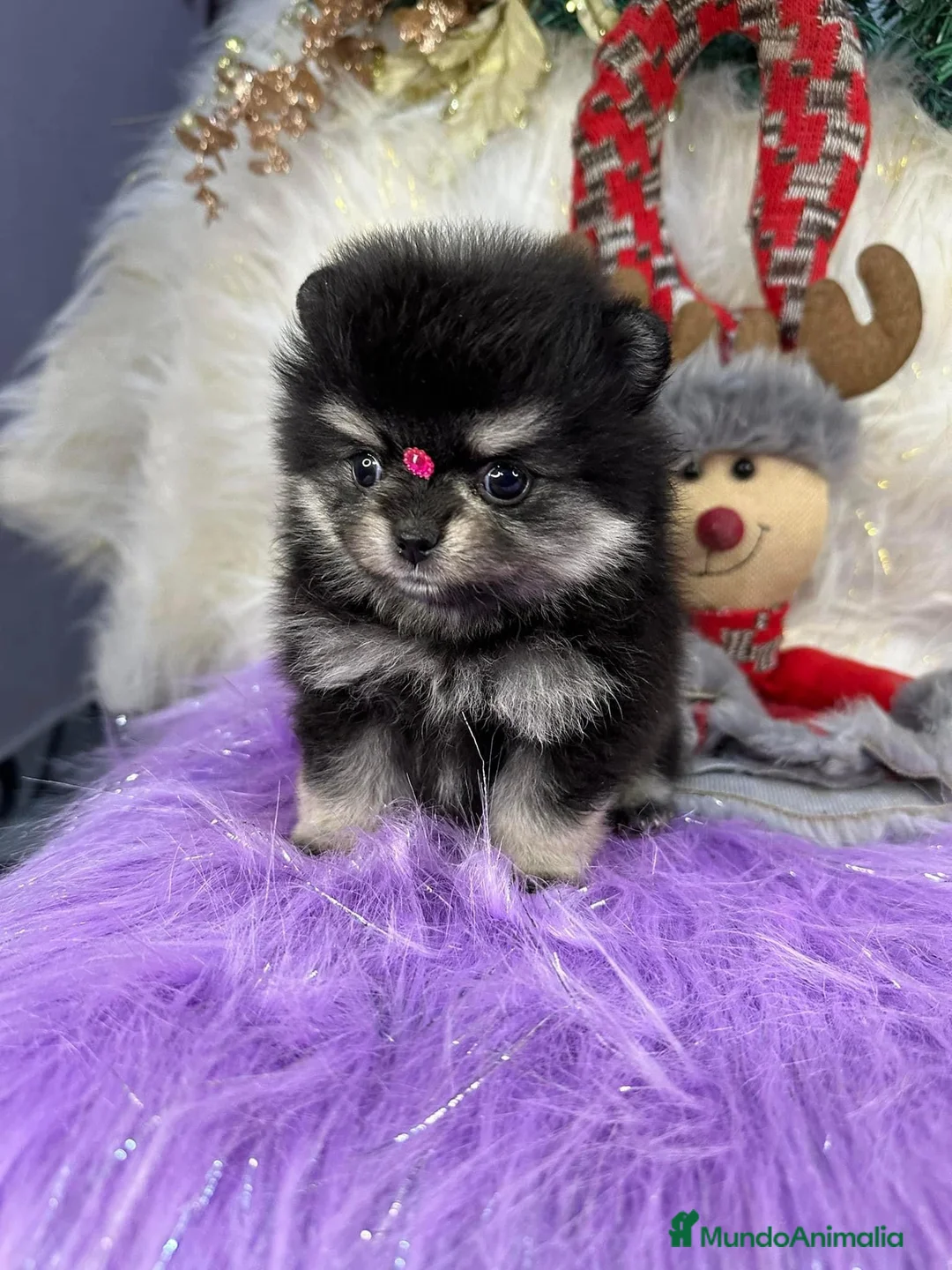 Pomerania perros en venta: POMERANIAS MINIATURA  - Anuncio 2