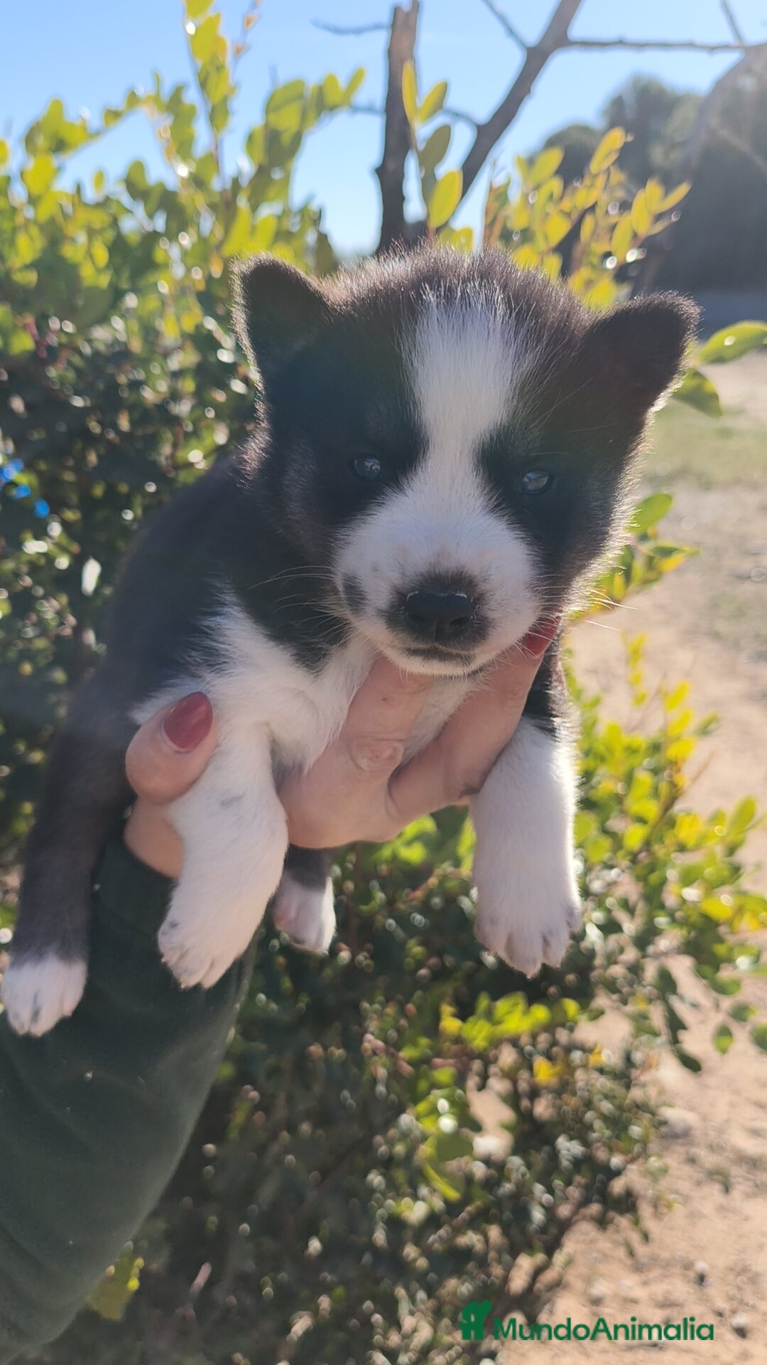 Husky Siberiano perros en venta: Husky SIBERIANO  - Anuncio 8