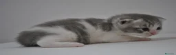 Himalayo gatos en venta:  Cachorros Fold y Straight  - Anuncio 5