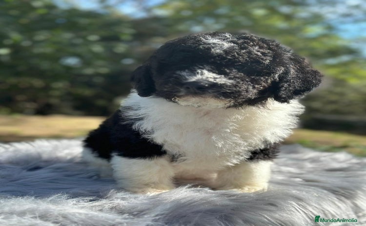 Perro de Agua Español perros - Anuncio 2