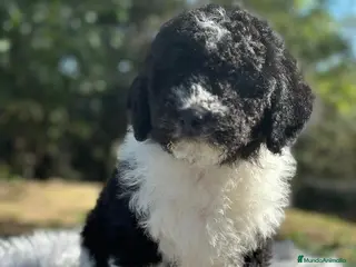 Perro de Agua Español perros Perro de agua - Anuncio 4