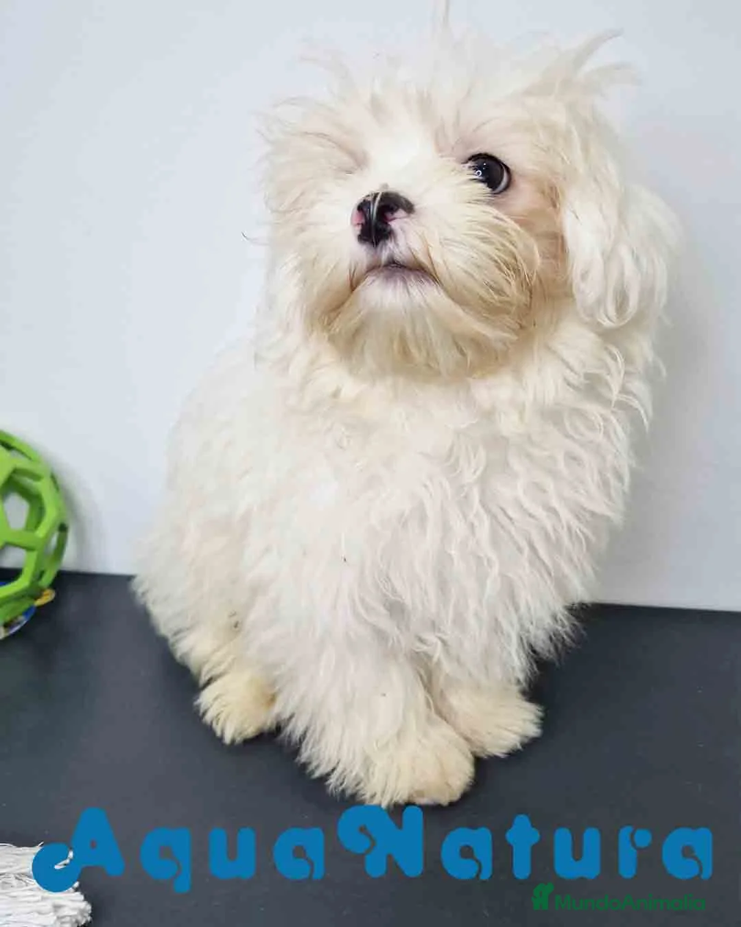 Bichón Habanero perros en venta: Bichon Habanero Macho 6220 AQUANATURA - Anuncio 2