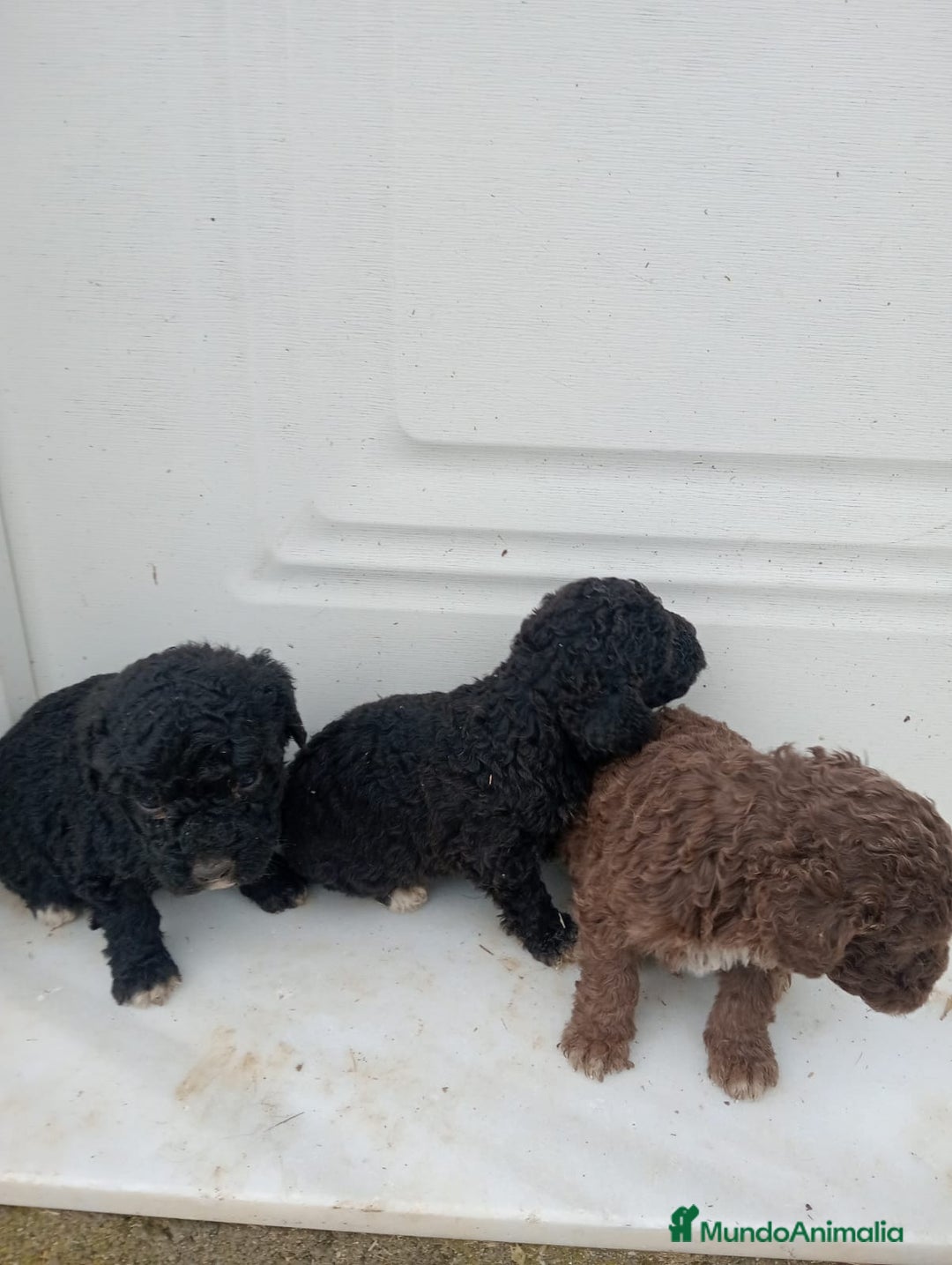 Perro de Agua Español perros en venta: Perro de agua  - Anuncio 2