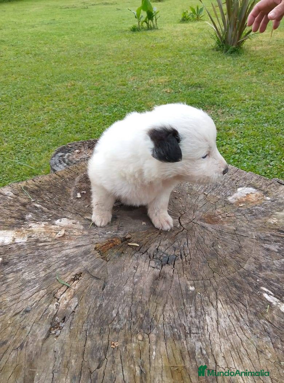 Border Collie perros en venta: preciosos border collie bebe - Anuncio 3