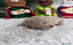 Maltipoo perros en venta: MALTIPOO MACHO - Anuncio 13