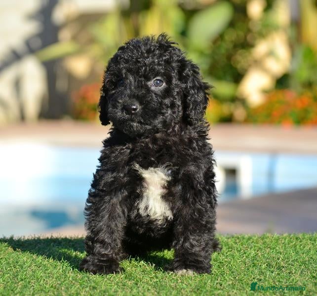 Perro de Agua Español perros en venta: PERRO DE AGUA  - Anuncio 8