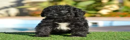 Perro de Agua Español perros en venta: PERRO DE AGUA  - Anuncio 3