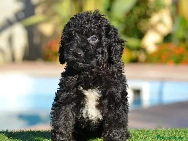 Perro de Agua Español perros en venta: PERRO DE AGUA - Anuncio 12