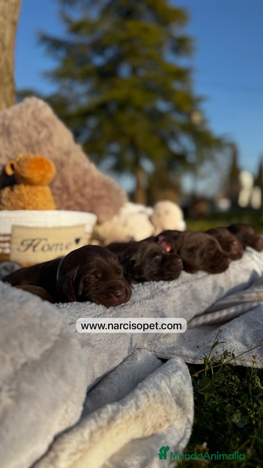 Labrador Retriever perros LABRADOR CHOCOLATE OJOS CLAROS en Asturias - Anuncio 2