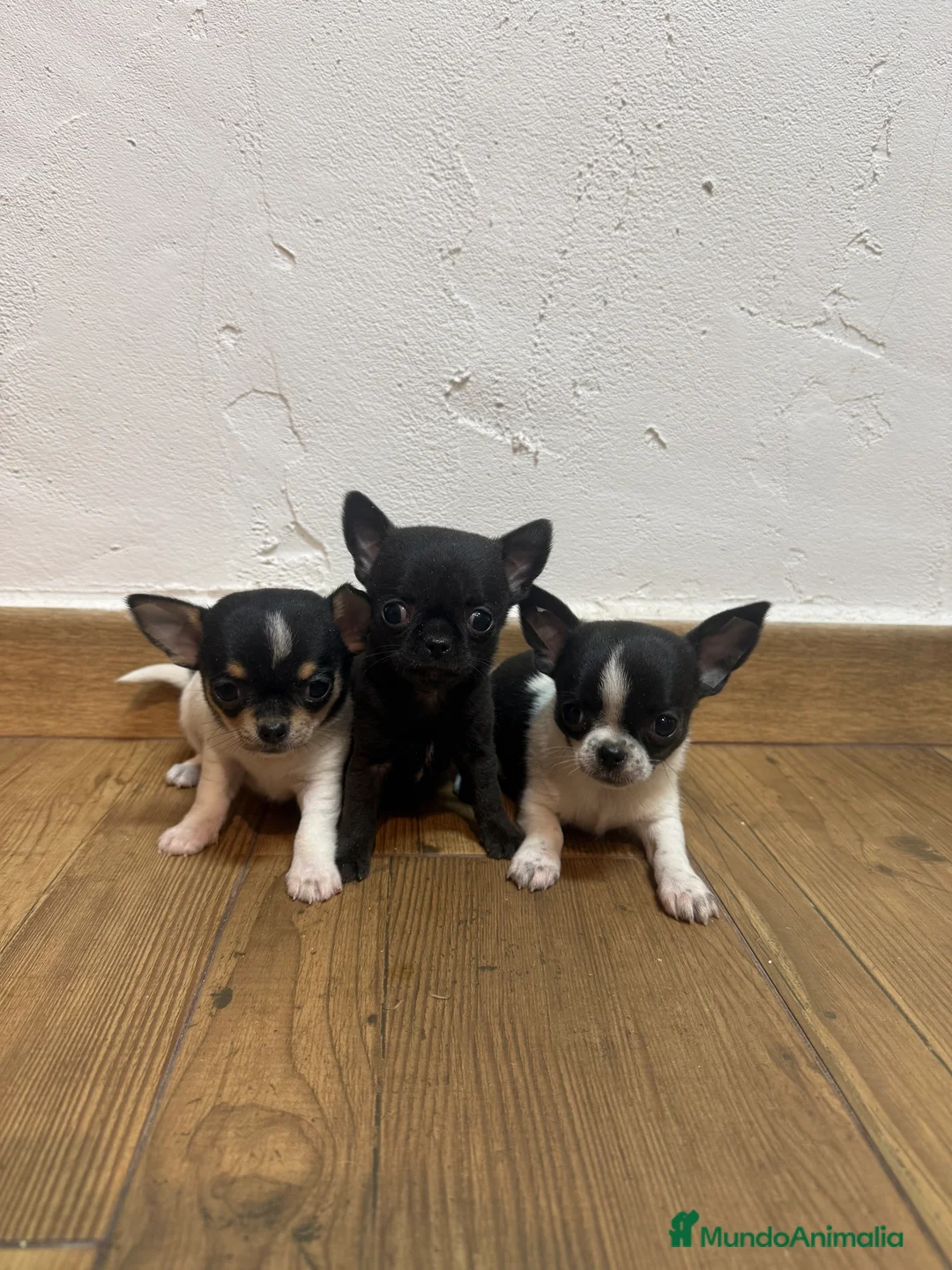 Chihuahua perros en venta: Excelentes chihuahuas  - Anuncio 1
