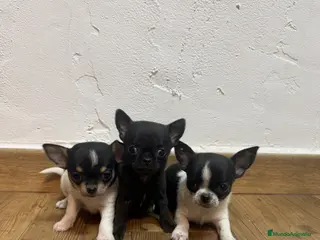 Chihuahua perros en venta: Excelentes chihuahuas - Anuncio 1