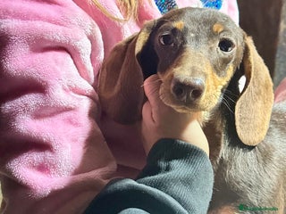 Teckel Miniatura perros Teckel chocolate miniatura - Anuncio 3