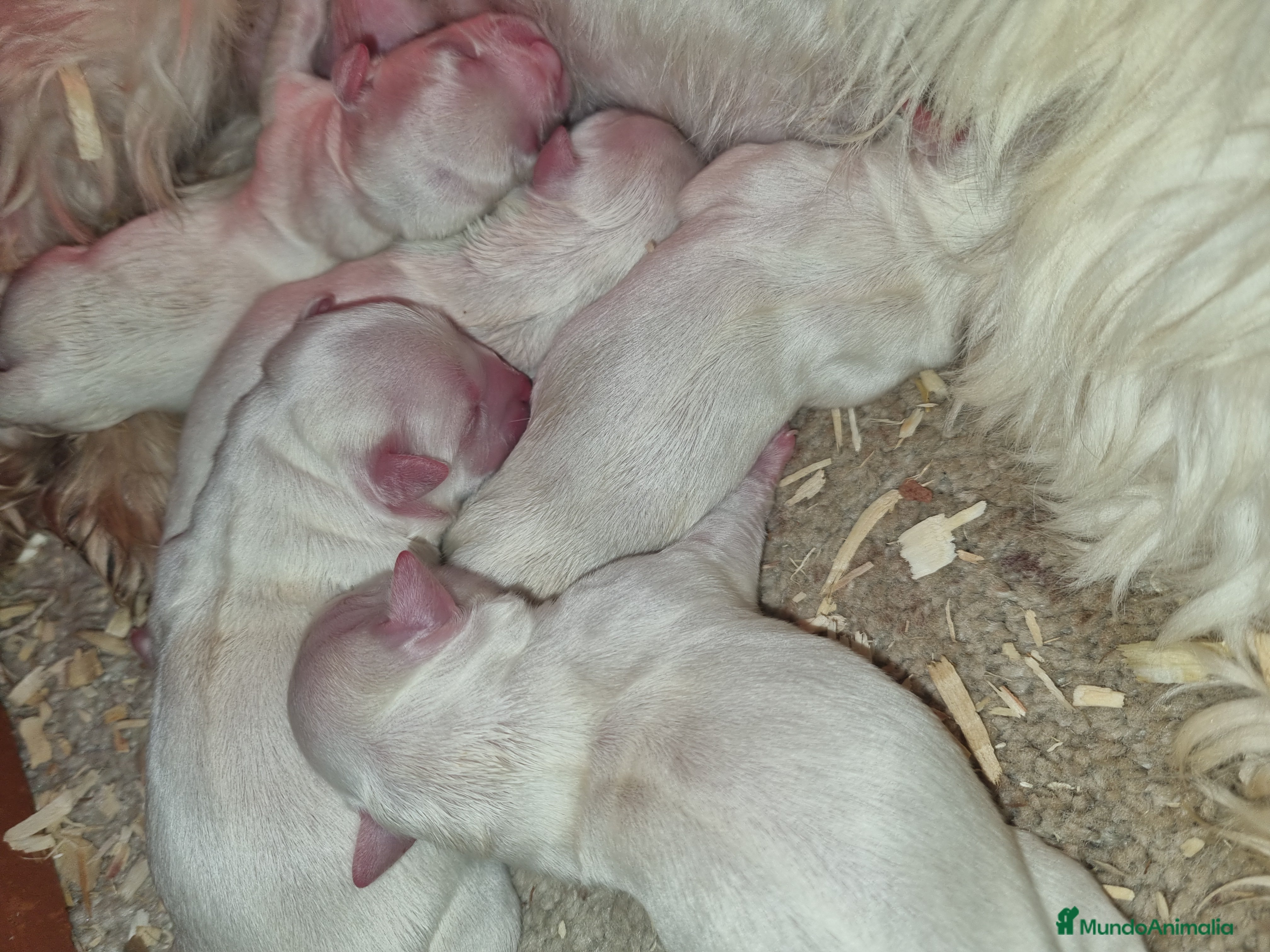Bichón Maltés perros Bichon maltés  en Cáceres - Anuncio 2