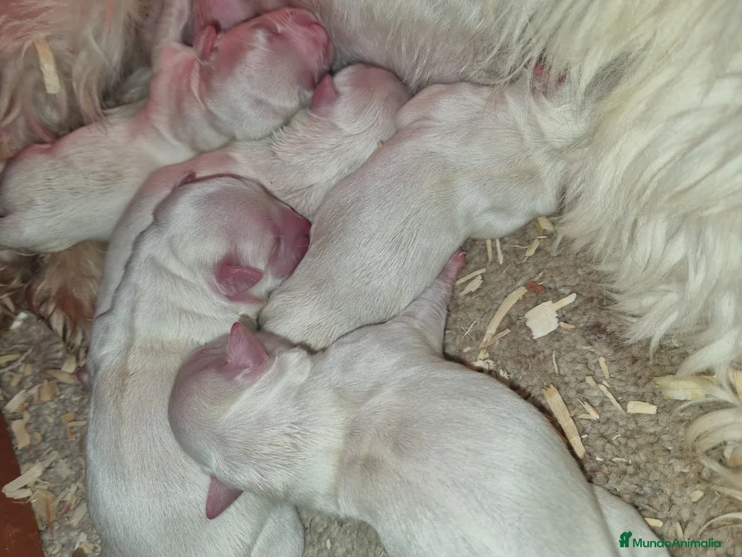 Bichón Maltés perros en venta: Bichon maltés  en Cáceres - Anuncio 2