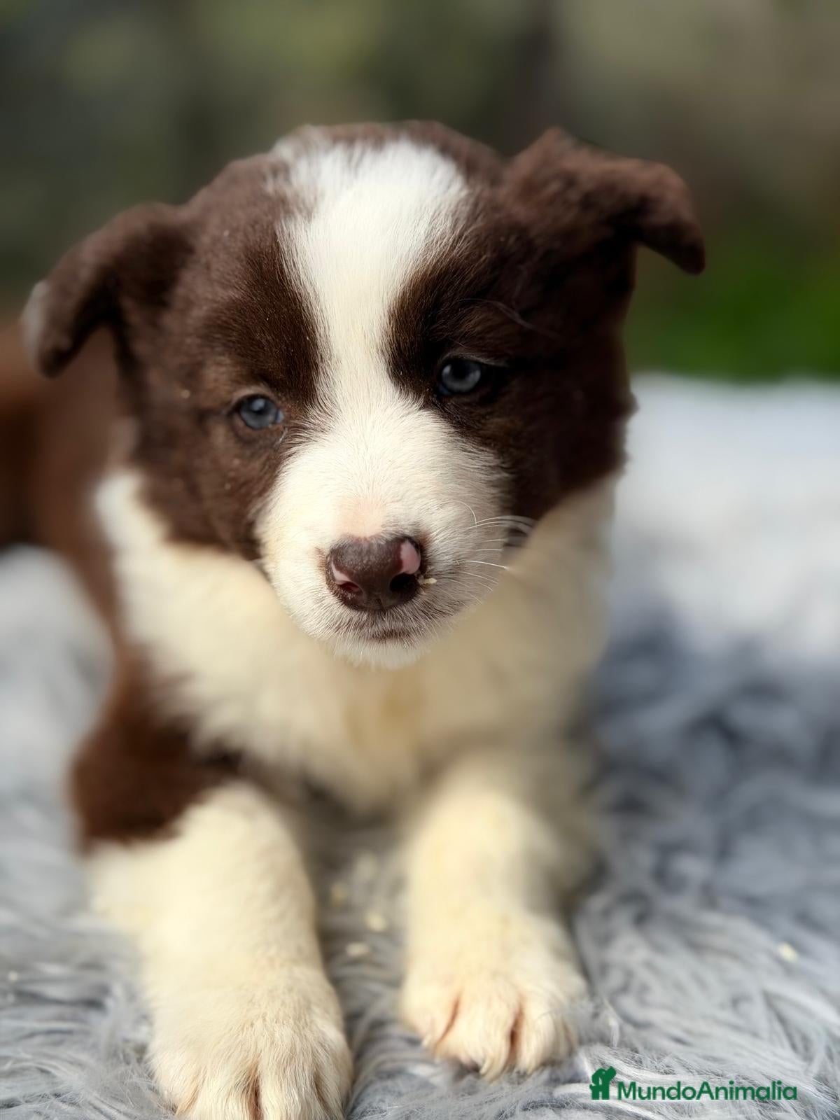 Border Collie perros BORDER COLLIE BLANCO Y CHOCOLATE MACHO - Anuncio 4