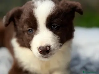 Border Collie perros BORDER COLLIE BLANCO Y CHOCOLATE MACHO - Anuncio 4