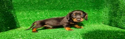 Teckel Miniatura perros en venta: Teckel miniatura  - Anuncio 17