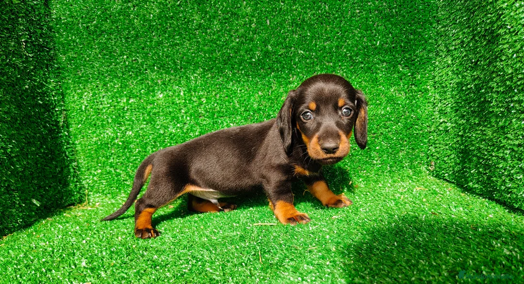 Teckel Miniatura perros en venta: Teckel miniatura  - Anuncio 17