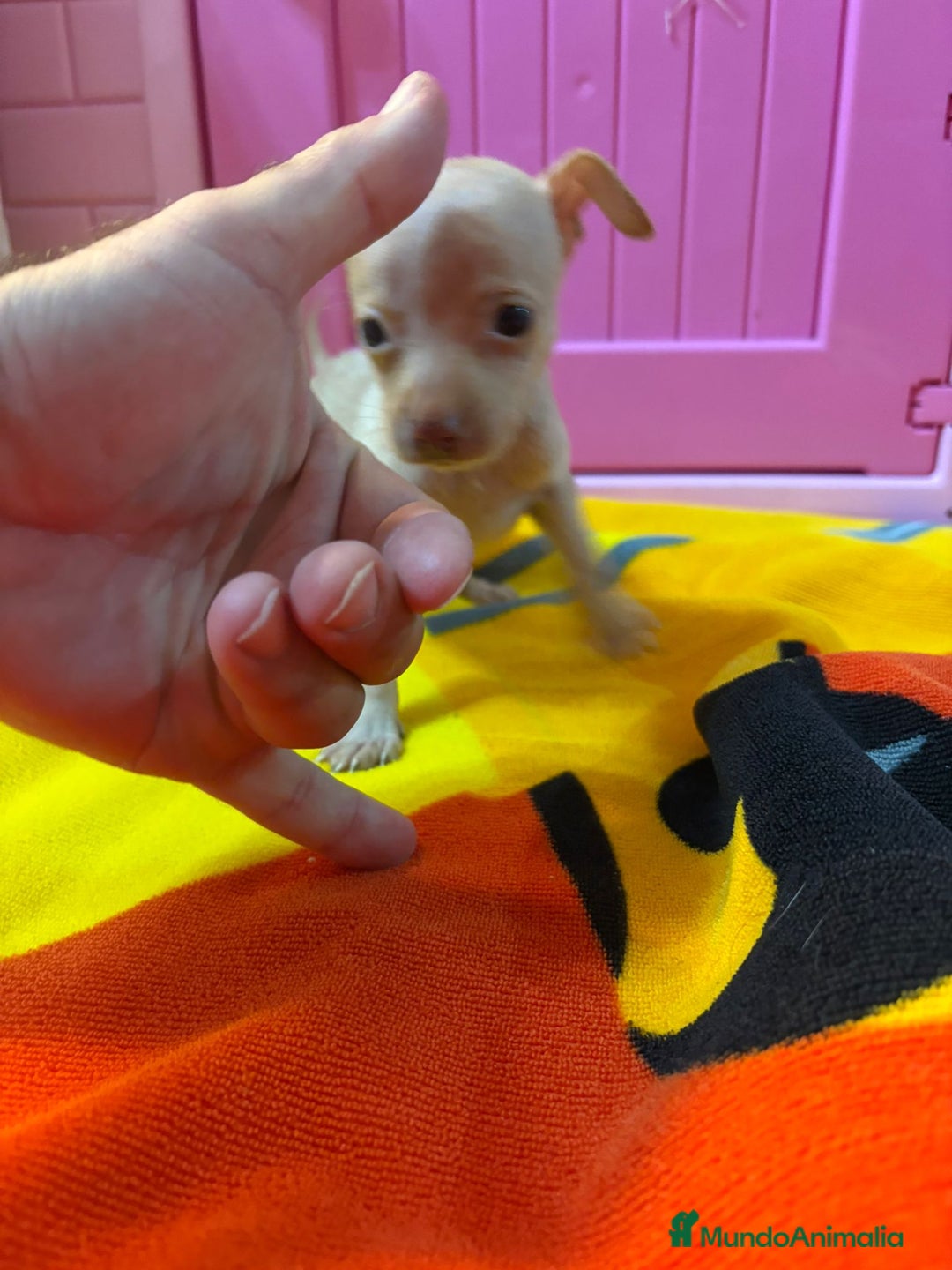 Ratón de Praga perros en venta: Ratón de Praga  - Imagen 12