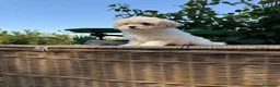 Maltipoo perros en venta: Maltipoo hembra con todas las vacunas !!! - Anuncio 11