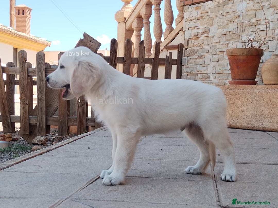 Golden Retriever perros en venta: Golden Retriever  - Imagen 5